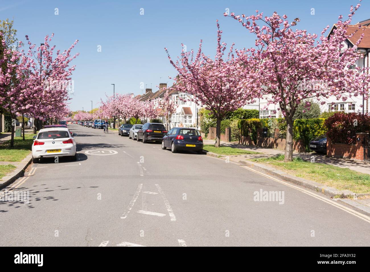 Pink cherry blossom Sakura trees (Prunus serrulata) on Staveley Road in Chiswick, west London, UK Stock Photo