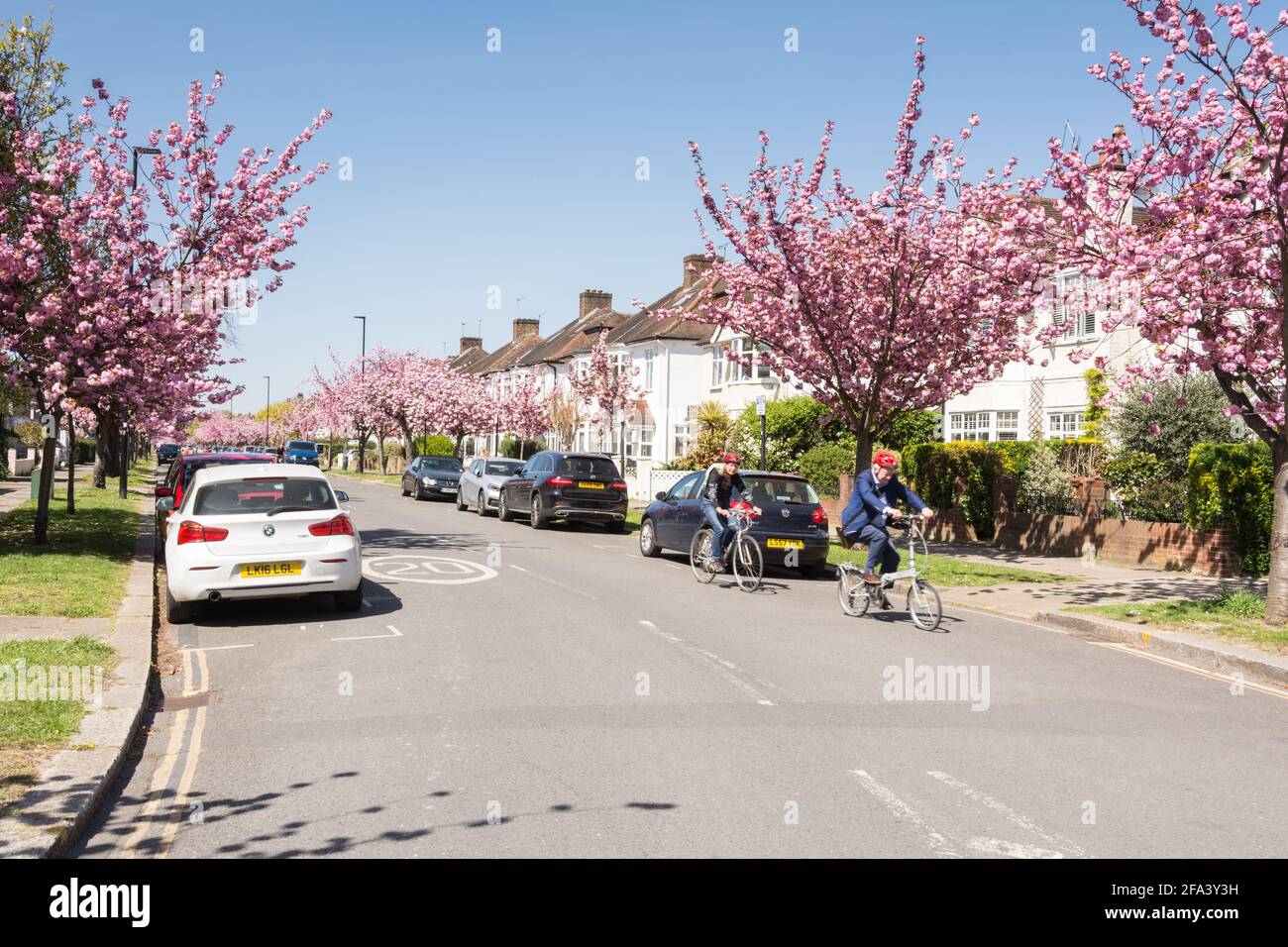 Pink cherry blossom Sakura trees (Prunus serrulata) on Staveley Road in Chiswick, west London