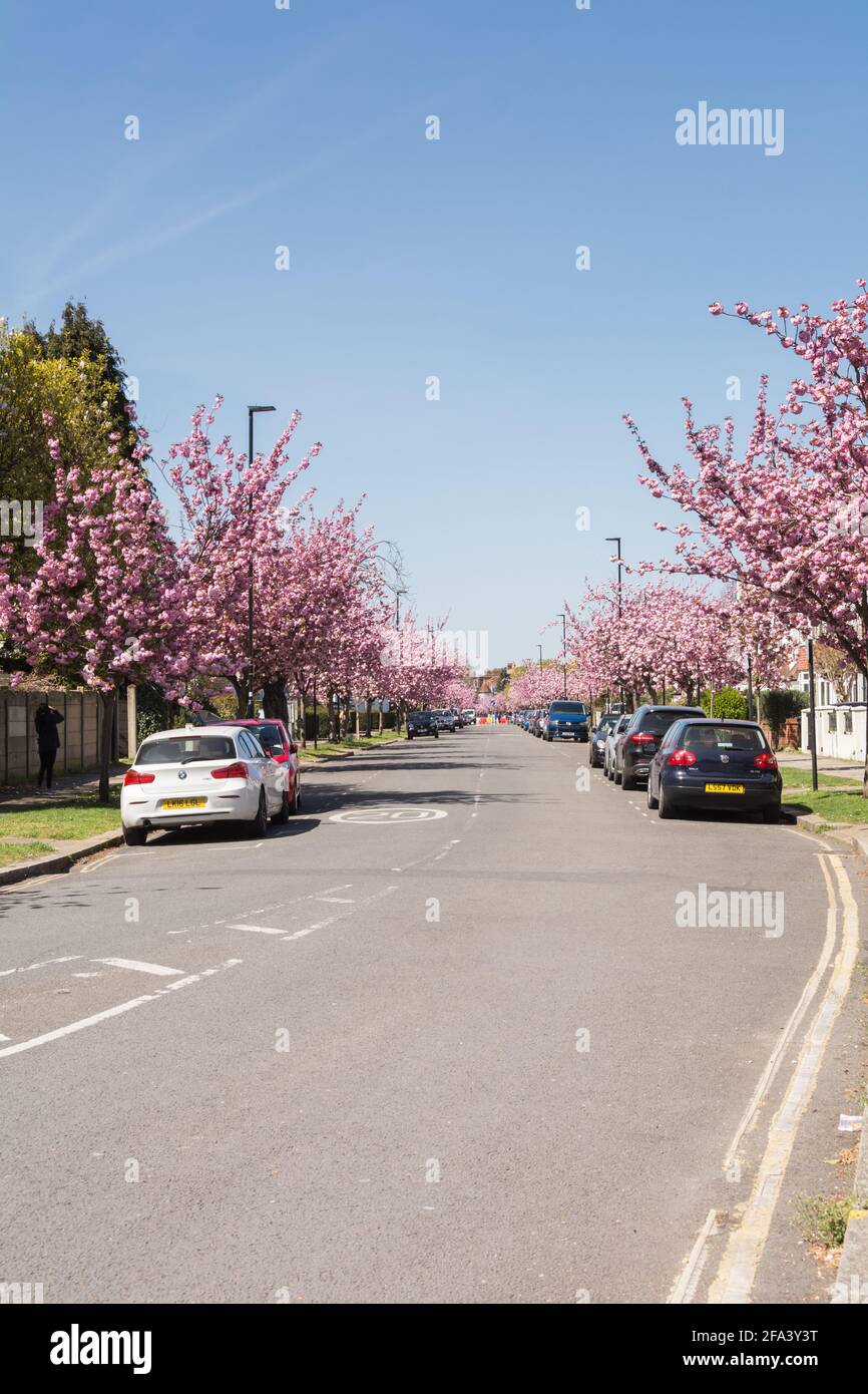 Pink cherry blossom Sakura trees (Prunus serrulata) on Staveley Road in Chiswick, west London
