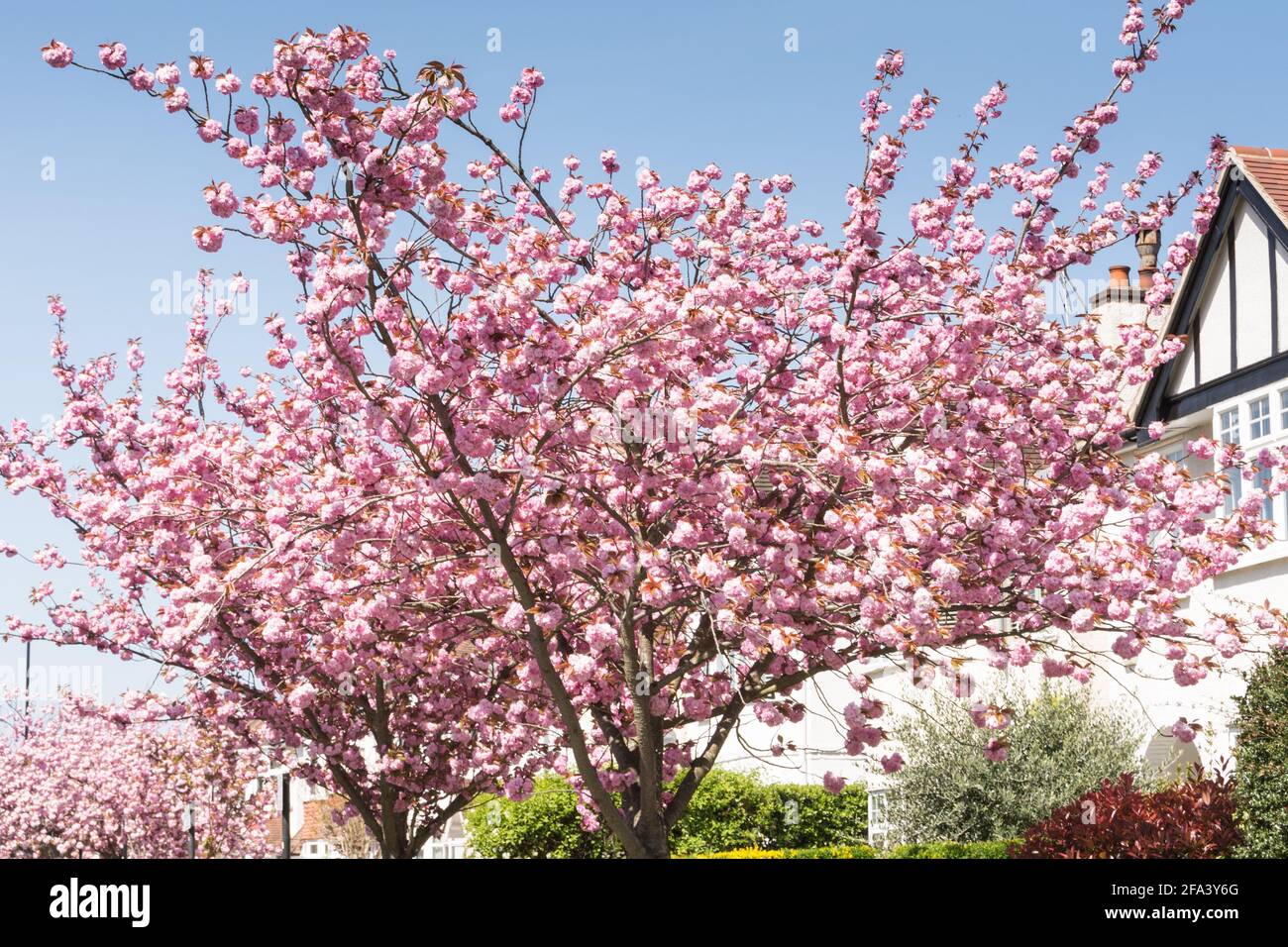 Closeup of Pink cherry blossom Sakura trees (Prunus serrulata) on Staveley Road in Chiswick, west London, UK Stock Photo