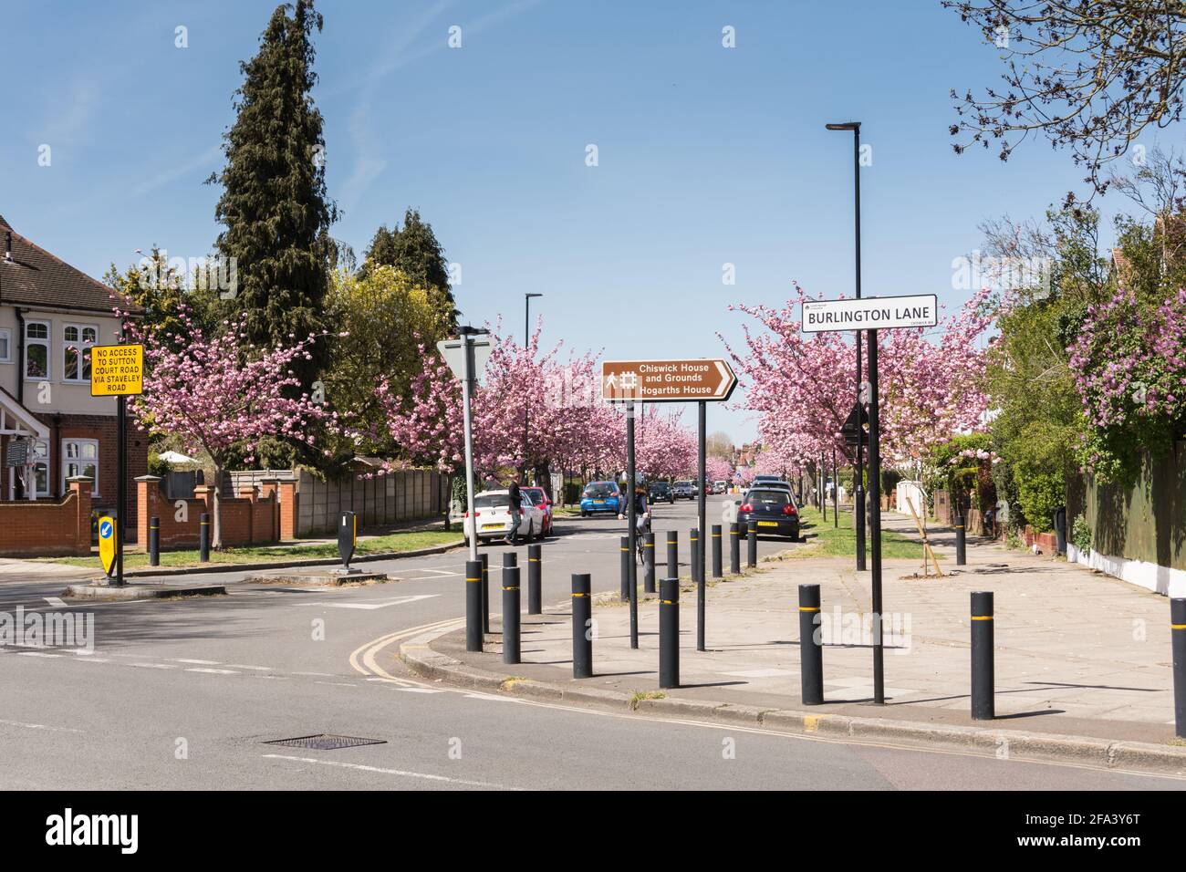 Pink cherry blossom Sakura trees (Prunus serrulata) on Staveley Road in Chiswick, west London