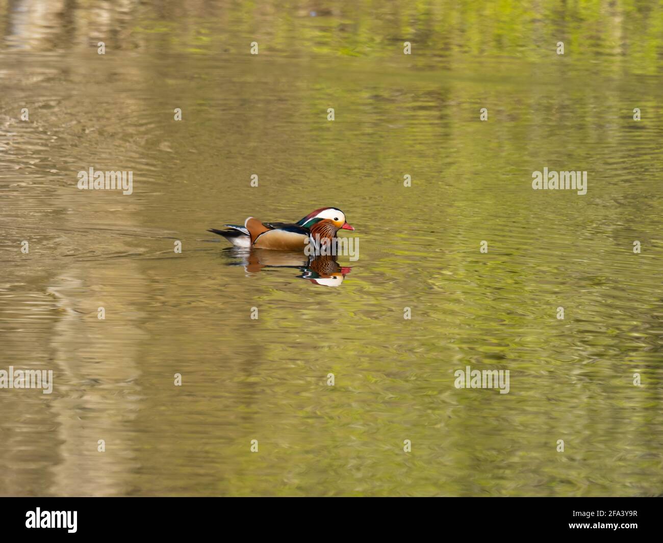 Mandarin duck aix galericulata swimming on a lake hi-res stock ...