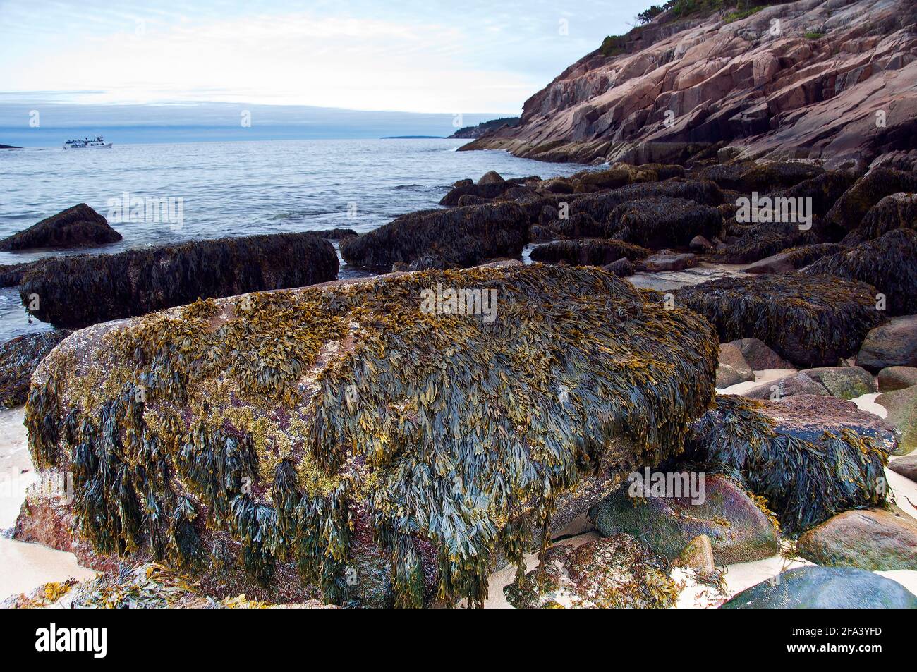 Algae and seaweed coated rocks, Sand Beach, Acadia National Park, Maine ...