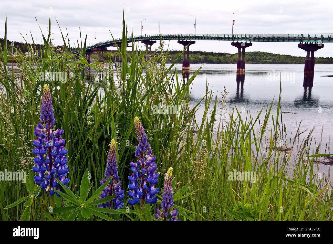 Campobello Bridge, wildflowers in foreground, connects Maine to