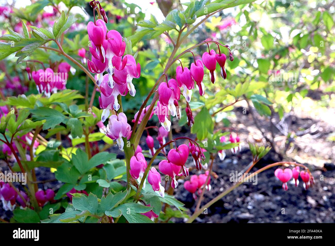Lamprocapnos spectabilis  Dicentra spectabilis – pink heart-shaped flowers with white droplets, April, England, UK Stock Photo