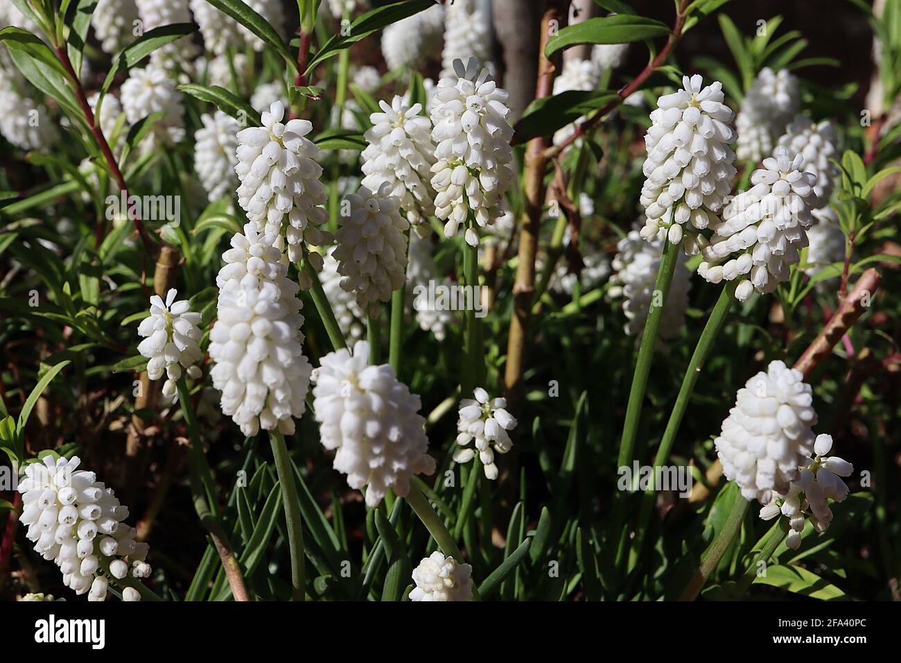 Muscari aucheri ‘White Magic’ grape hyacinth White Magic – small white urn-shaped flowers in cylindrical cluster, April, England, UK Stock Photo