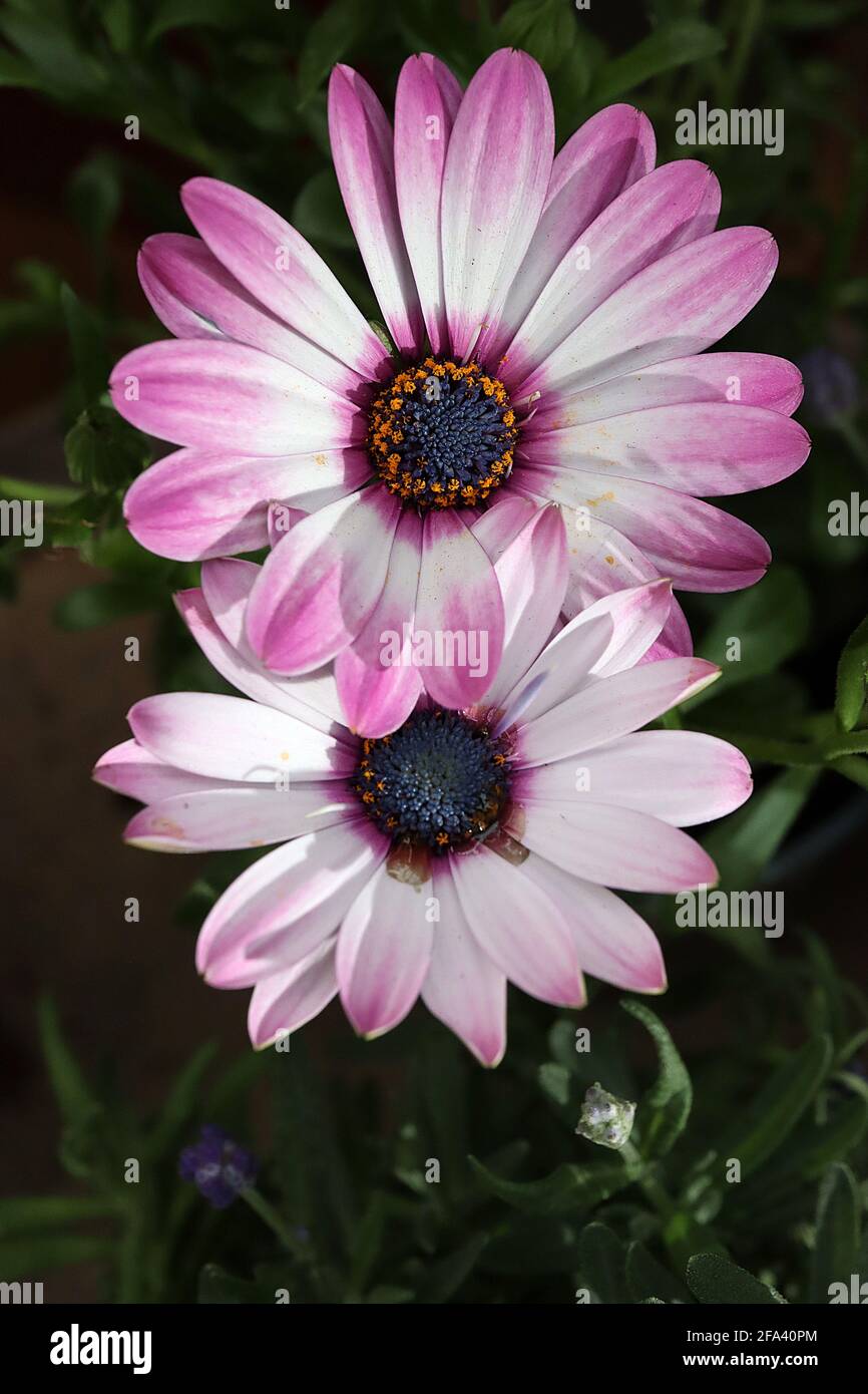 Osteospermum ecklonis ‘Sky and Ice’ Dimorphotheca ecklonis Sky and Ice – bicolor pink and white daisy-like flowers,  April, England, UK Stock Photo