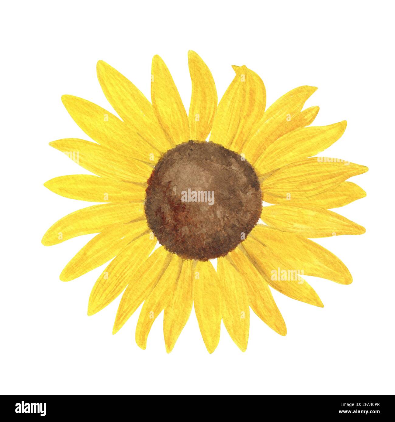 Yellow sunflower watercolor hand drawn floral illustration, summer