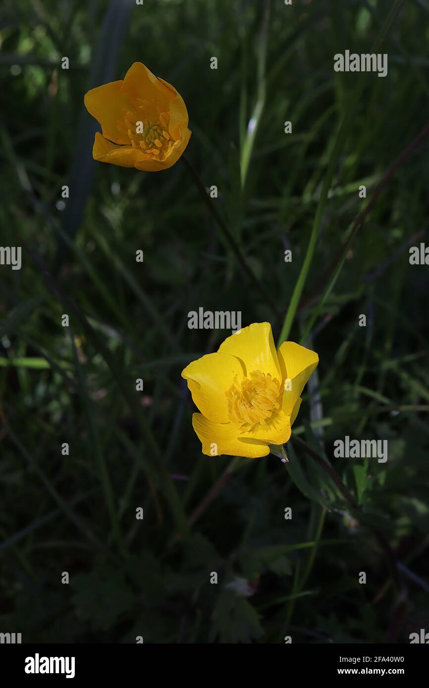 Ranunculus bulbosus sepals hires stock photography and images Alamy