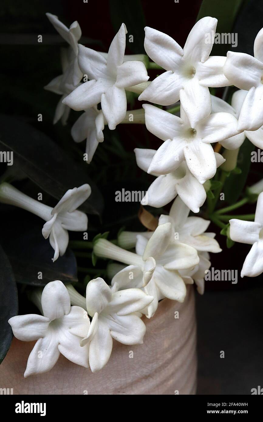 Stephanotis floribunda Highly scented white star-shaped flowers, April, England, UK Stock Photo