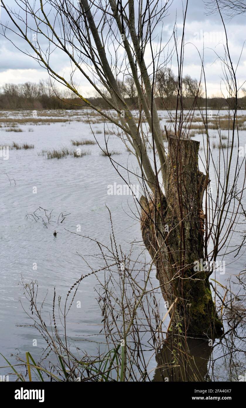pollarded willow tree growing on waterlogged marshes geldeston norfolk