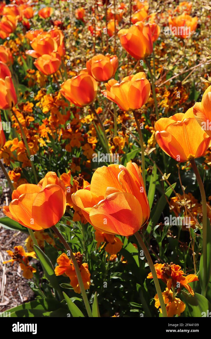 Tulipa ‘Cairo’  Triumph tulip 3 Cairo tulip - orange bronze flowers, deep red flame, rounded petals, April, England, UK Stock Photo