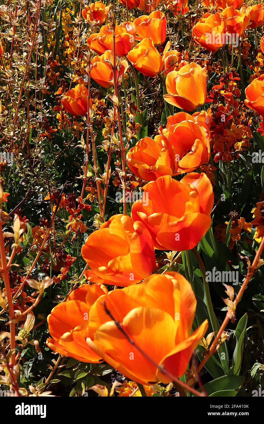 Tulipa ‘Cairo’  Triumph tulip 3 Cairo tulip - orange bronze flowers, deep red flame, rounded petals, April, England, UK Stock Photo