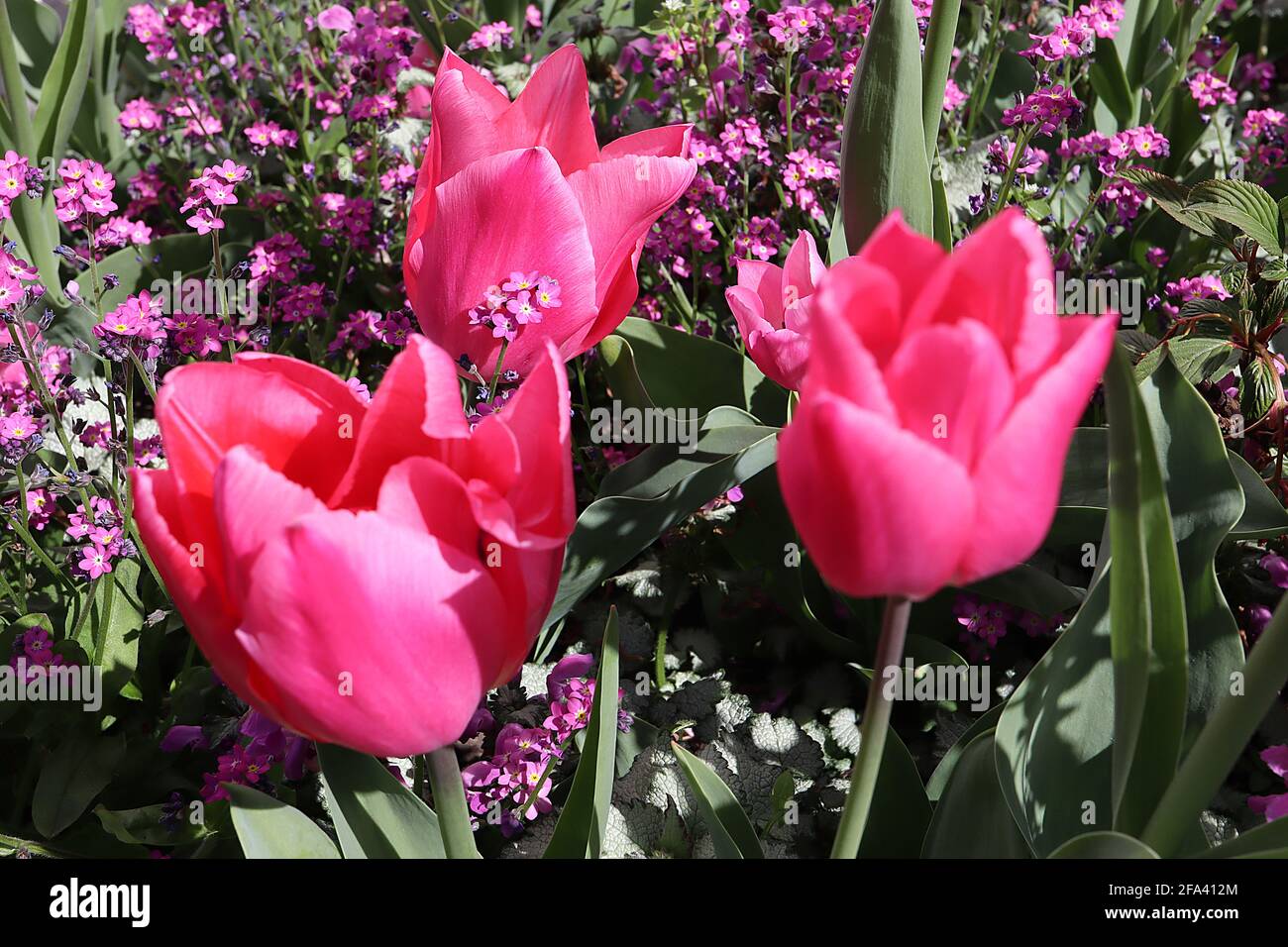 Tulipa ‘China Pink’ Lily flowering 6 China Pink tulip deep pink