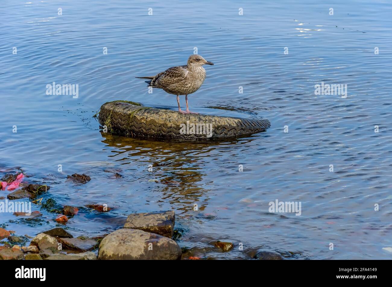 The Herring Gull, a large bird of the gull family, is widespread in