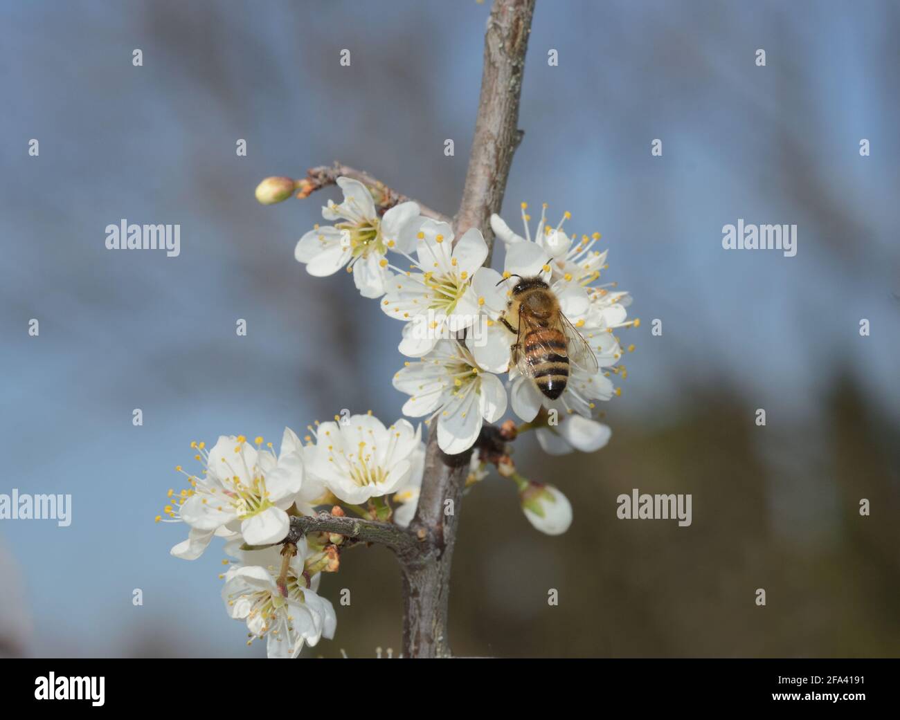 Active work of bees to collect pollen. Close up of honey bee pollinating white flowers Stock Photo