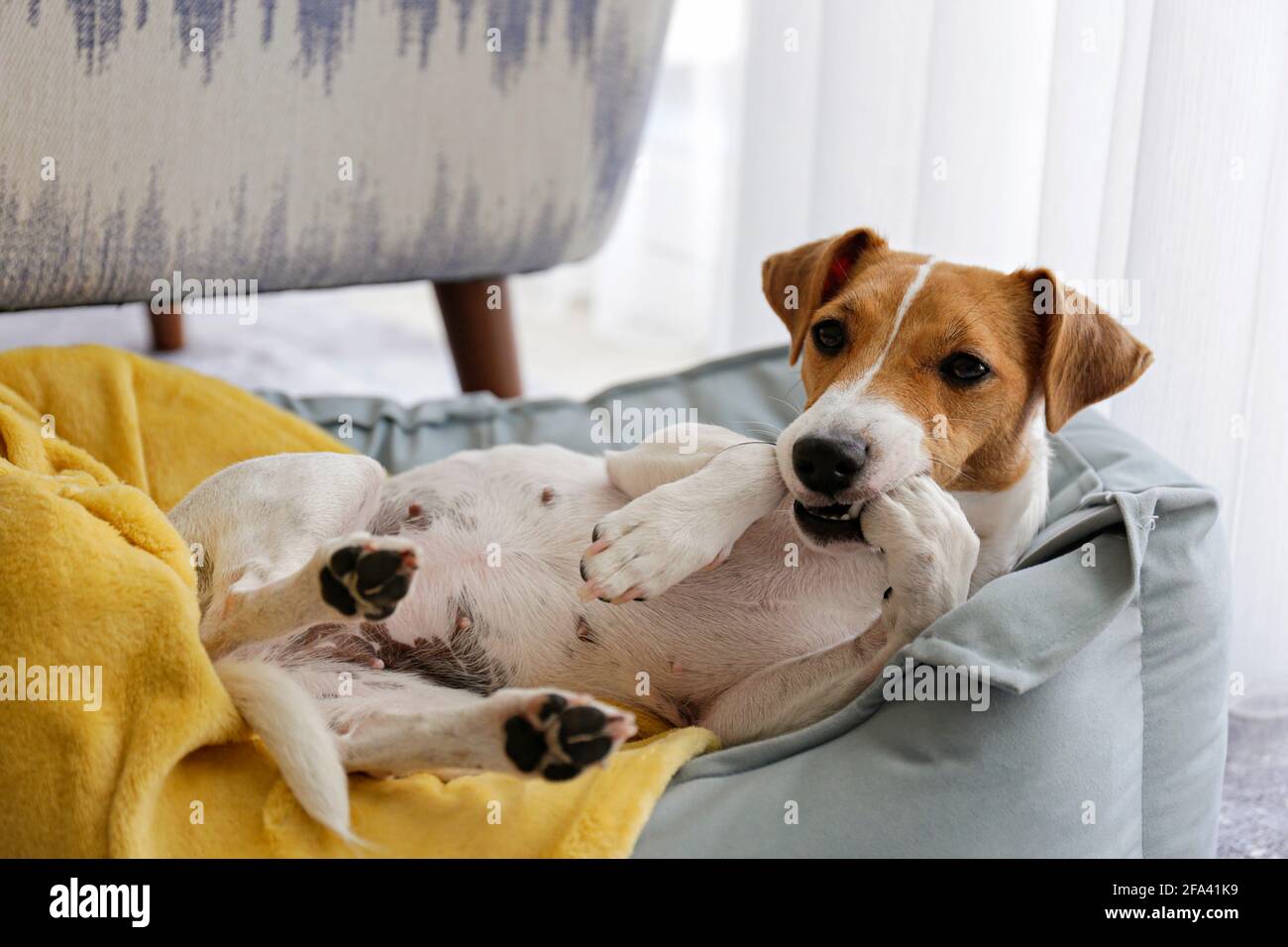 Big dog lick face hires stock photography and images Alamy