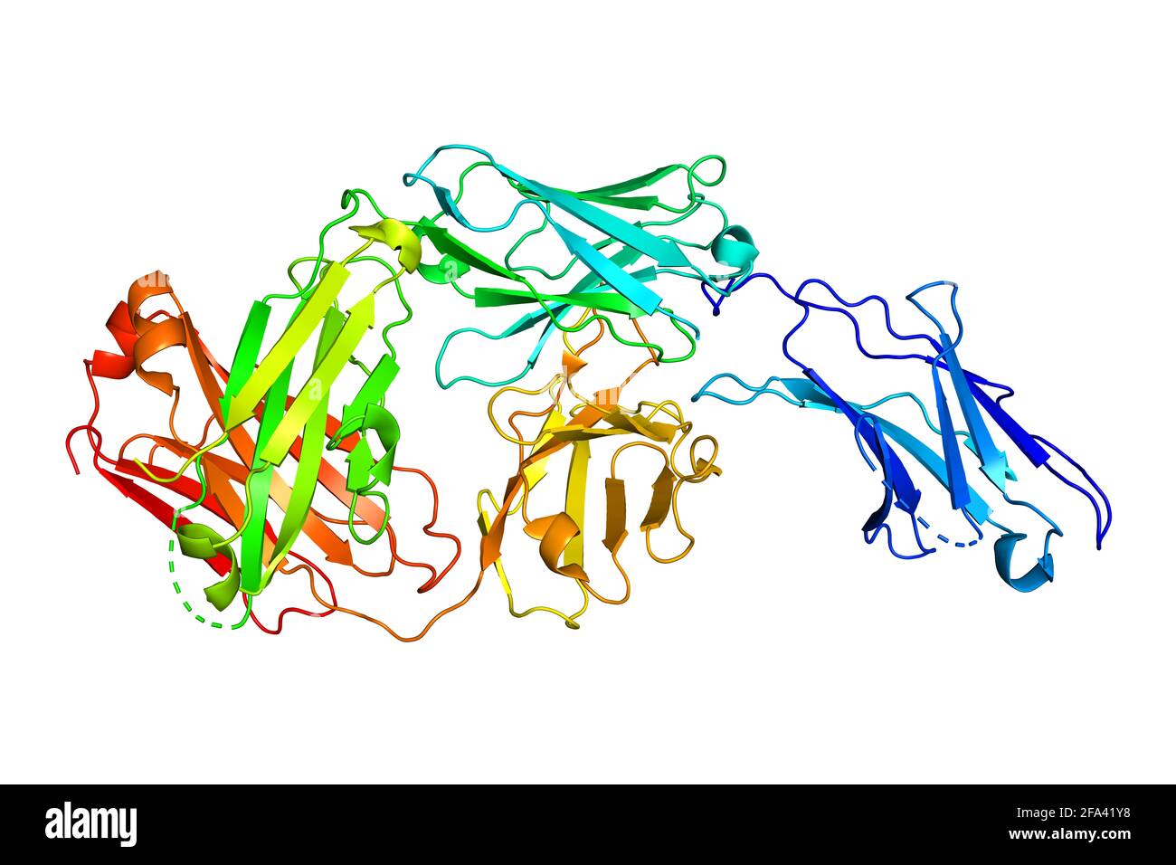 Programmed cell death protein 1 PD-1 and nivolumab antibody complex 3D structure Stock Photo