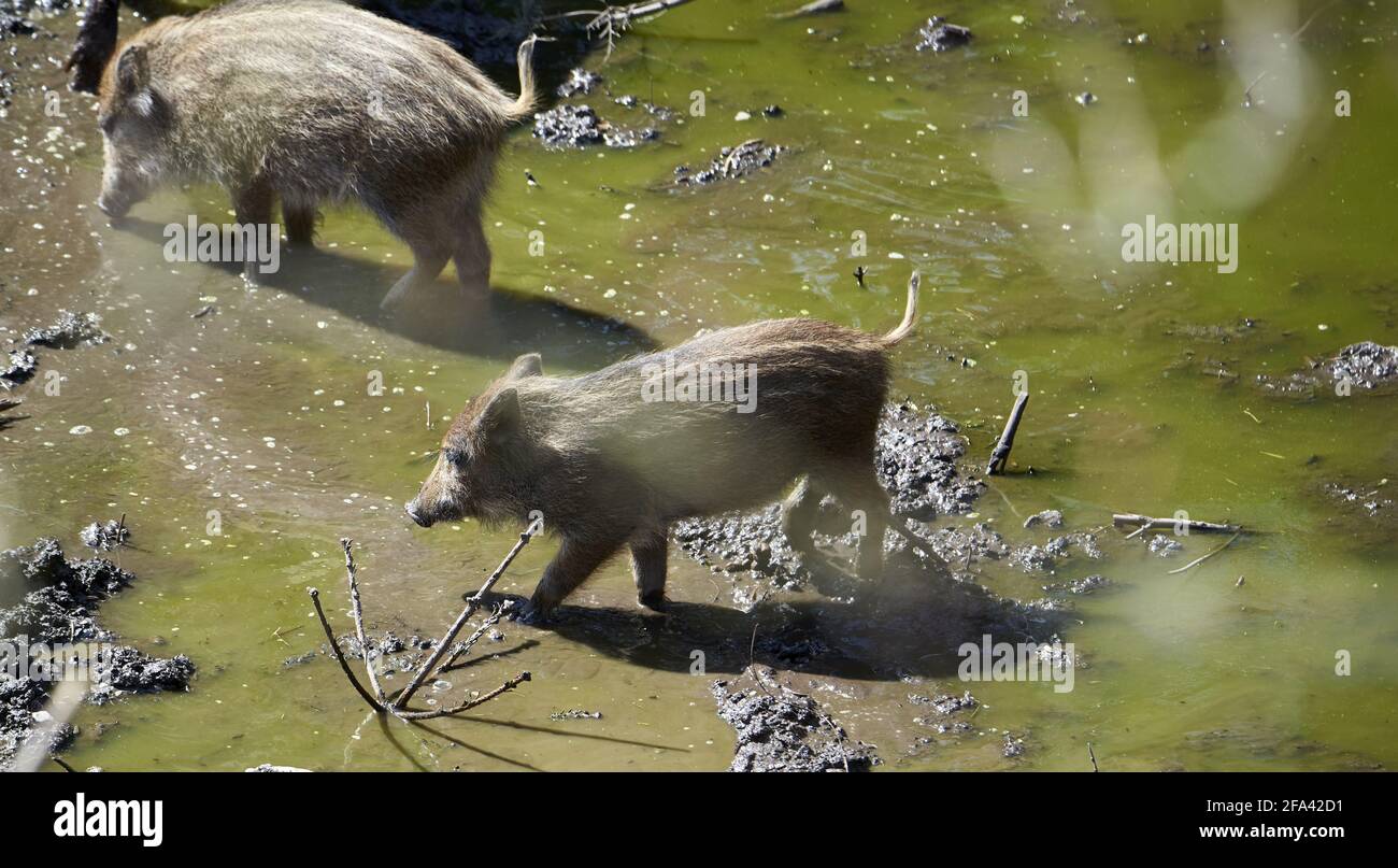 two squeakers of wild pig Stock Photo