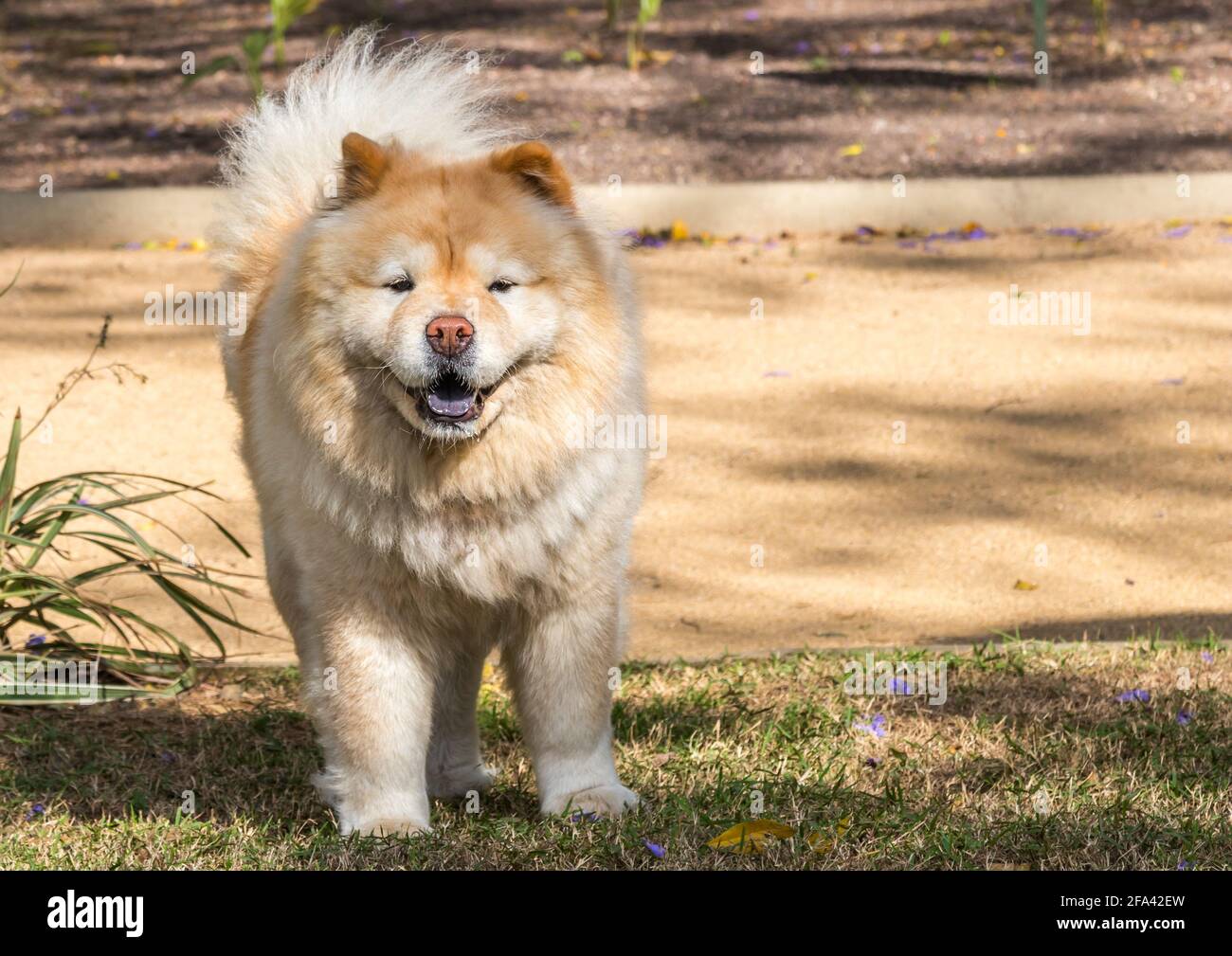 chow chow hypoallergenic