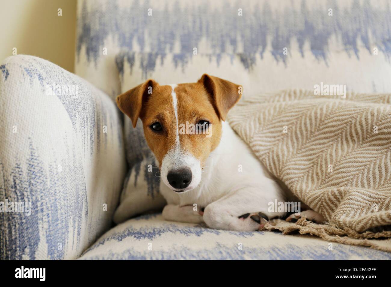 Cute One Year Old Jack Russel Terrier Puppy Folded Ears Stock