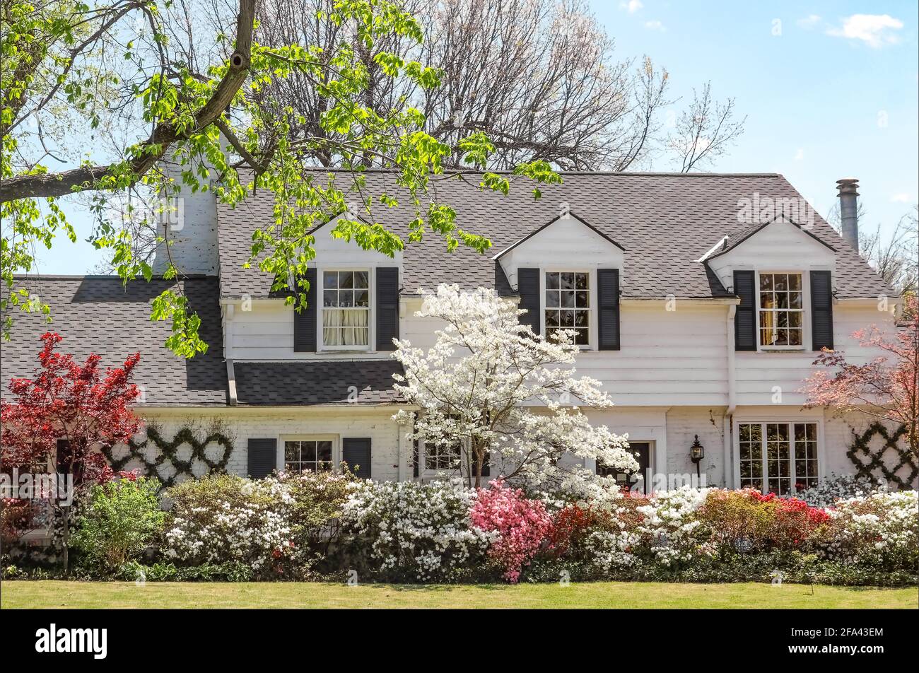 Traditional upscale home with dogwood tree and azelea bushes - beautifully landscaped in springtime Stock Photo