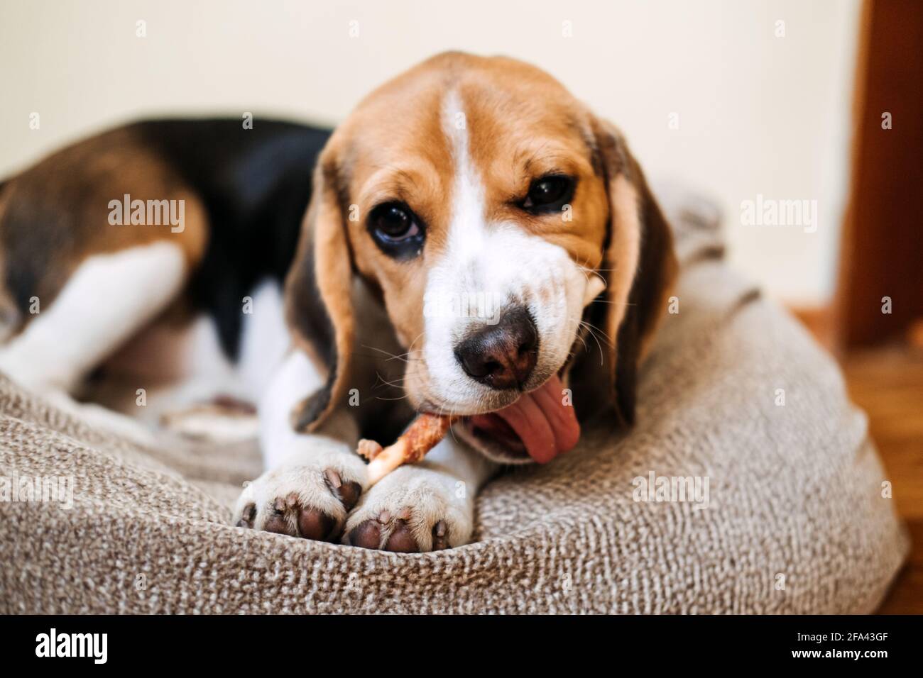 Dog Snack Chewing Sticks for puppies. Beagle puppy eating Dog Snack Chewing  Sticks at home. Beagle Eat, Dog Treats for Beagles Stock Photo - Alamy