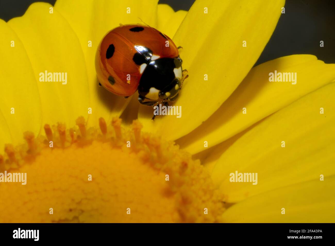 Coccinellidae on a Coleostephus myconis flower Stock Photo