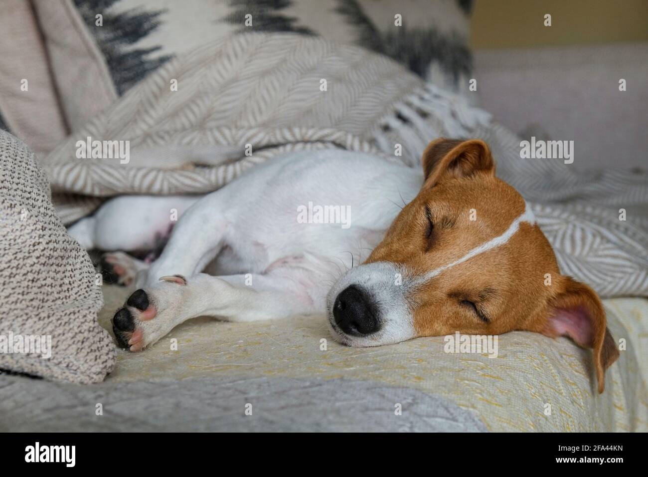 Cute One Year Old Jack Russel Terrier Puppy Folded Ears Stock