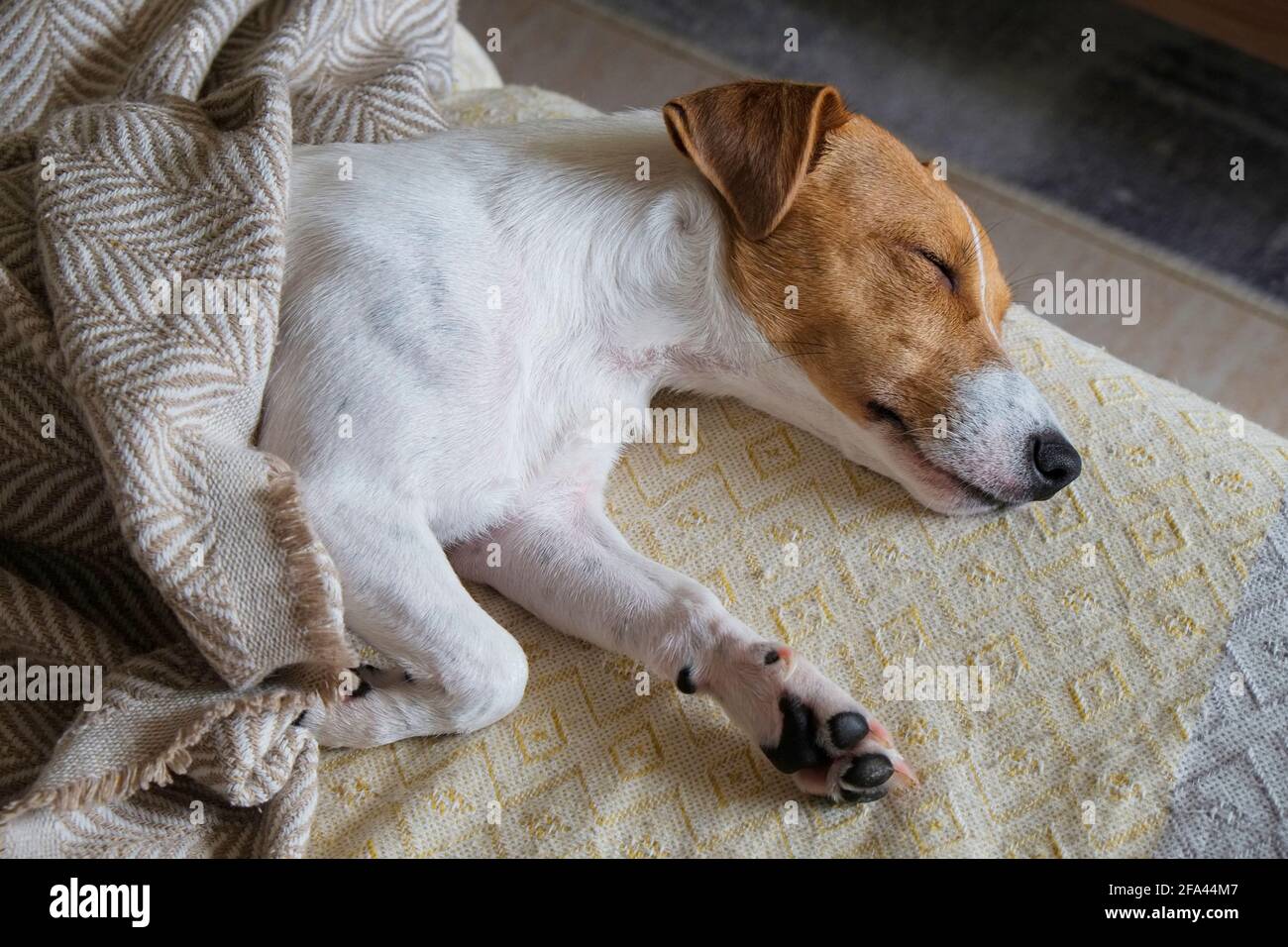 Cute One Year Old Jack Russel Terrier Puppy Folded Ears Stock