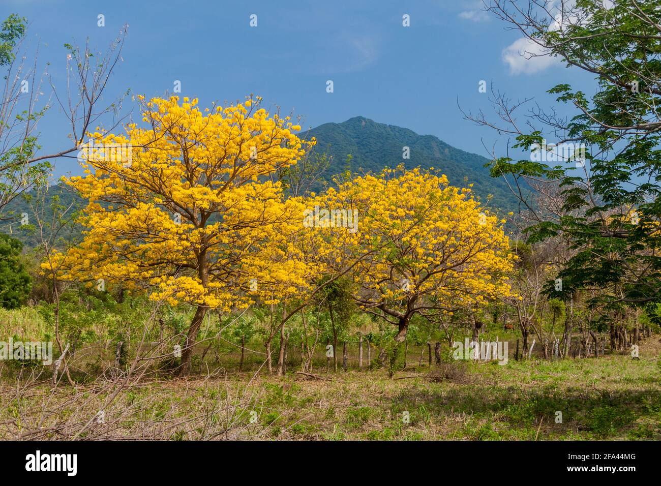 Trees and Maderas volcano on Ometepe island, Nicaragua Stock Photo