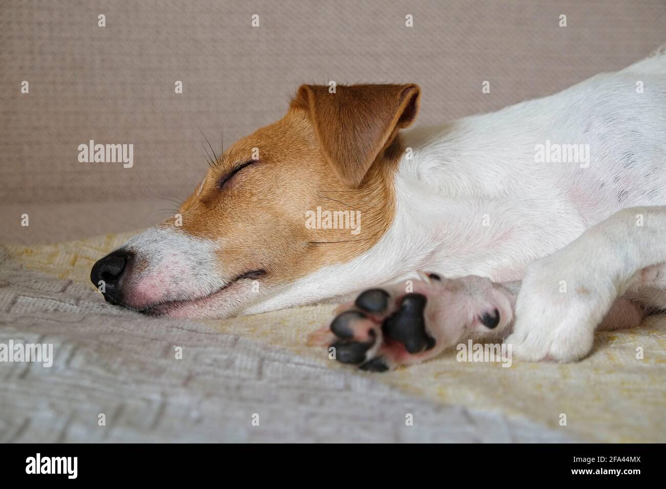 Cute One Year Old Jack Russel Terrier Puppy Folded Ears Stock