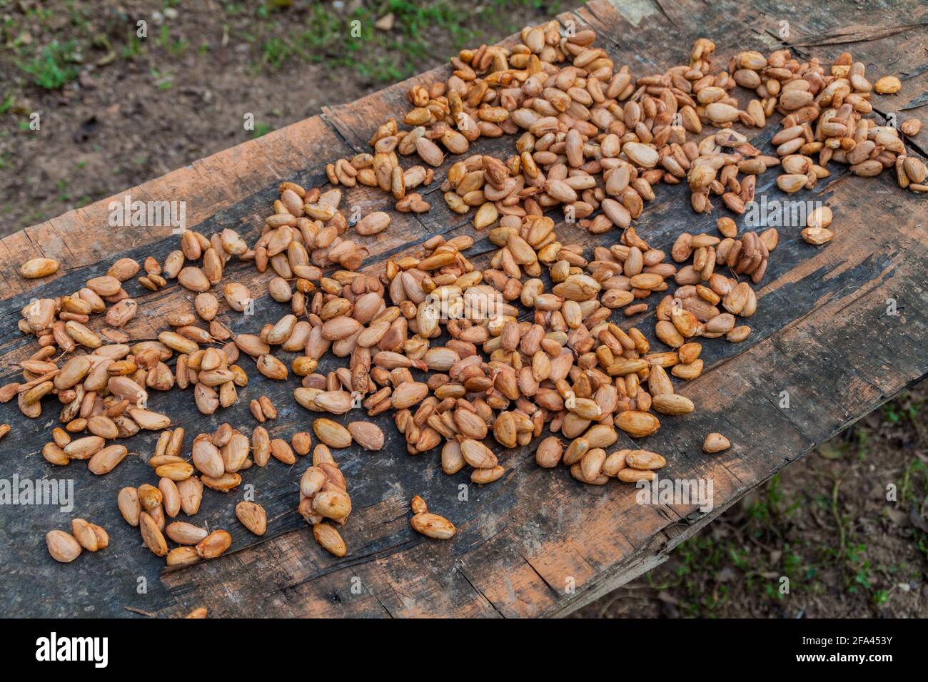 Cocoa beans drying in the sun Stock Photo Alamy