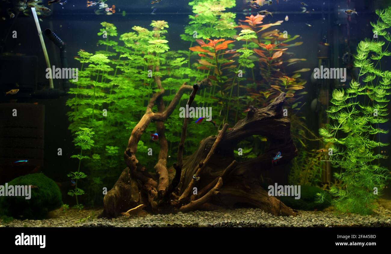 freshwater aquarium driftwood