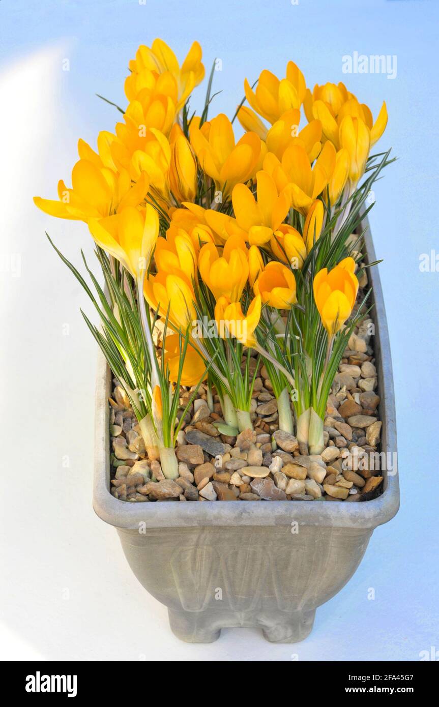 Group of Crocus x luteus Golden Yellow in flower in a small planter Spring flowering clump forming deciduous perennial that is  fully hardy Stock Photo