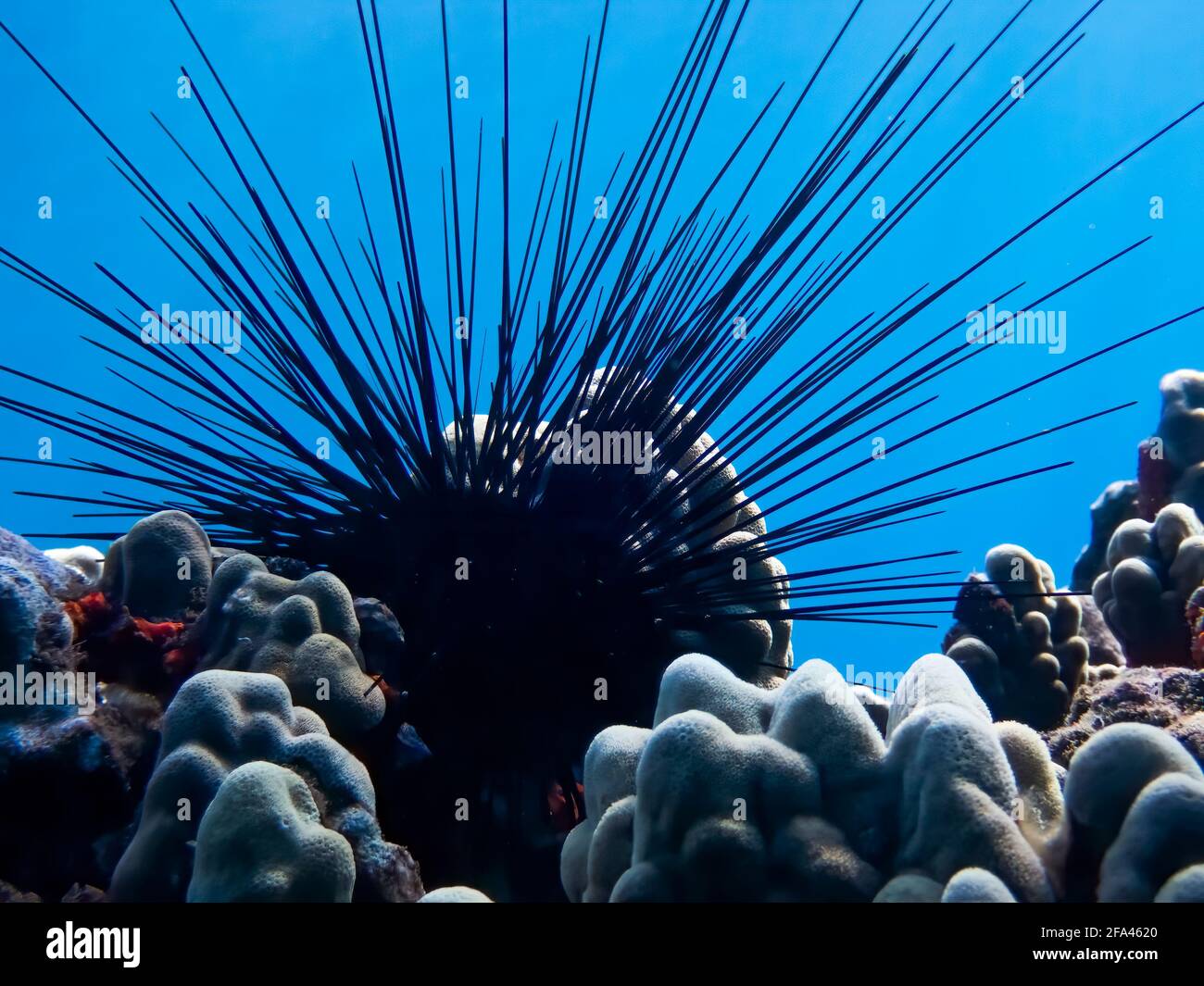 Black long spined sea urchin close up sitting among coral with blue water background. Stock Photo