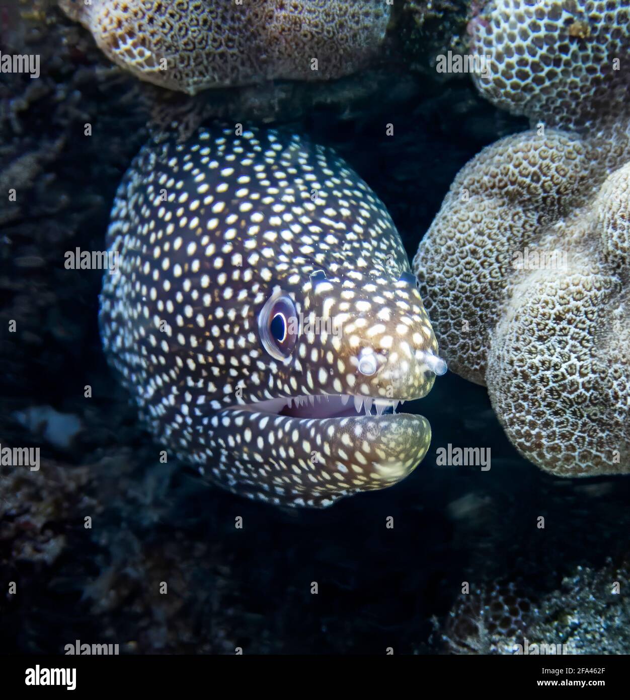 Close up face on view of moray eel underwater in Hawaii. Stock Photo