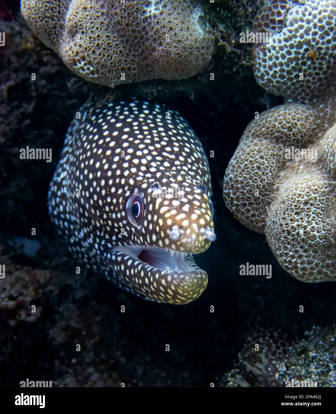 Spotted moray eel close up with mouth open and teeth showing underwater in Hawaii. Stock Photo