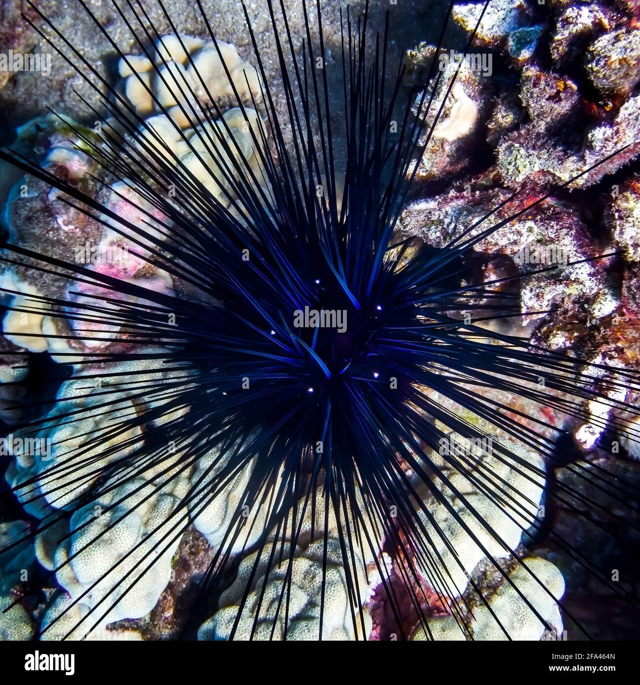 Blue black spiny sea urchin from top down showing neon color and design in center.  Artistic and abstract nature image. Stock Photo