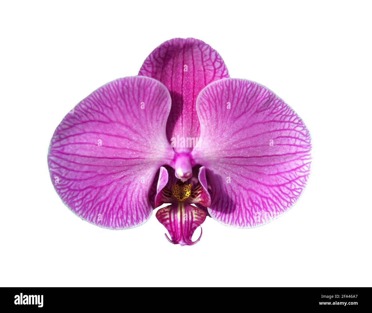 Exotic purple orchids, details,  from nursery near   Kona, Hawaii Stock Photo