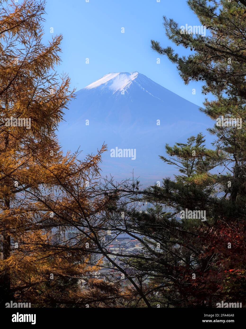 View of Mount Fuji through a break in the canopy of an autumnal forest under a blue sky, with part of the city of Fujiyoshida visible through the leav Stock Photo