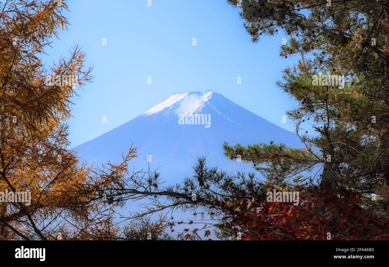 View of Mount Fuji through a break in the canopy of an autumnal forest under a blue sky Stock Photo