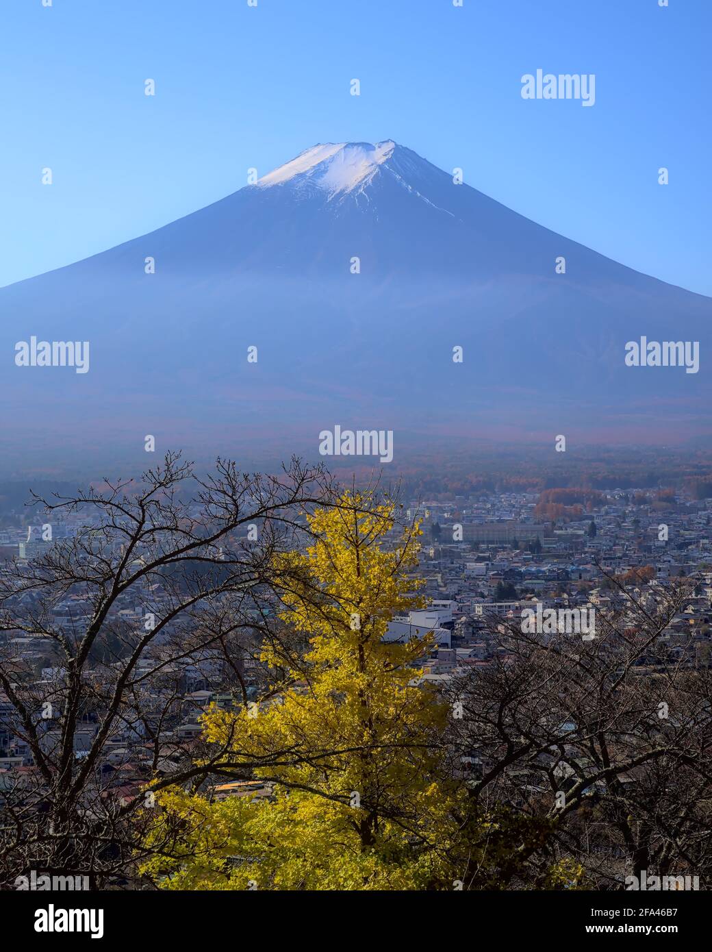 Daytime view of Mount Fuji and a bright yellow ginkgo tree in autumn under a clear blue sky, with part of the city of Fujiyoshida visible Stock Photo