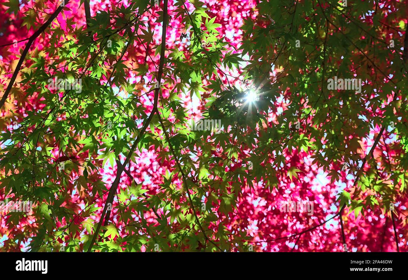 Canopy of red leaves hi-res stock photography and images - Alamy