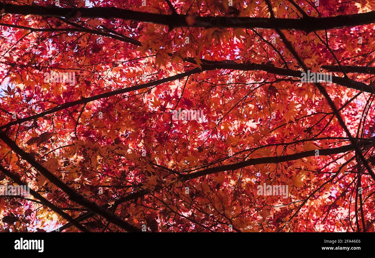 Looking up at the bright red maple leaves of a thick autumnal canopy on a sunny day Stock Photo