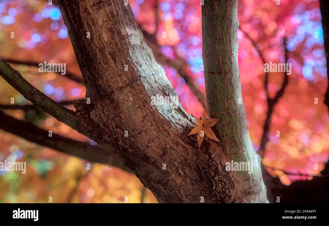 Selective focus on a single maple leaf in the crook of two branches of a tree, with a colorful autumnal canopy and blue sky visible in the background Stock Photo