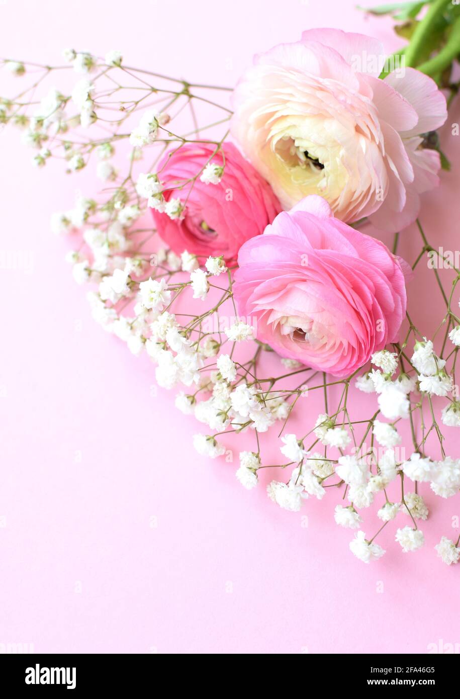 A beautiful bouquet of pink ranunculus (buttercups) with delicate white gypsophila flowers on a pink background. Stock Photo