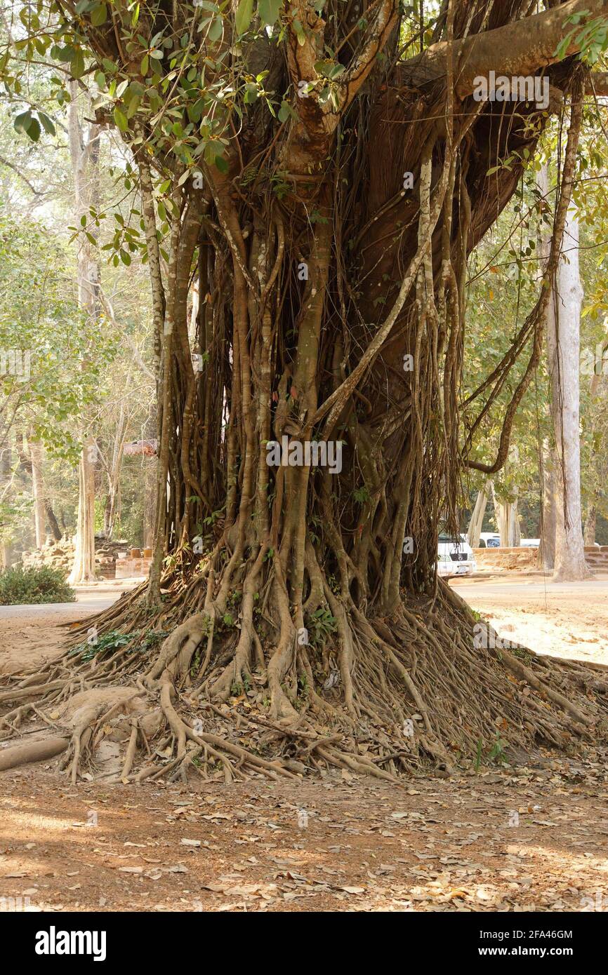 Banyan tree with air roots,  Bayon, Angkor Thom,  Siem Reap, Cambodia Stock Photo