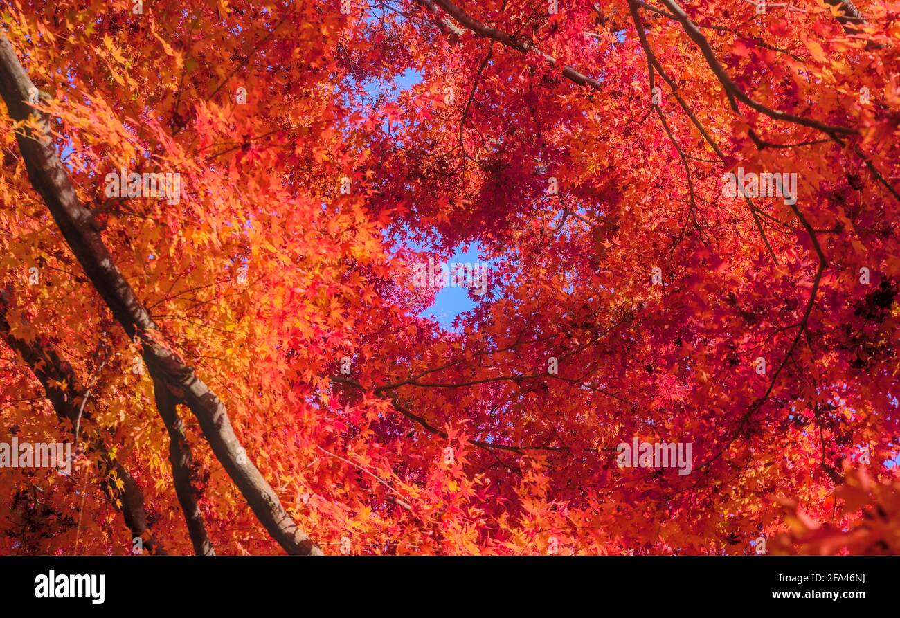 Looking up through several layers of bright orange-red Japanese maple leaves under a blue sky in autumn Stock Photo