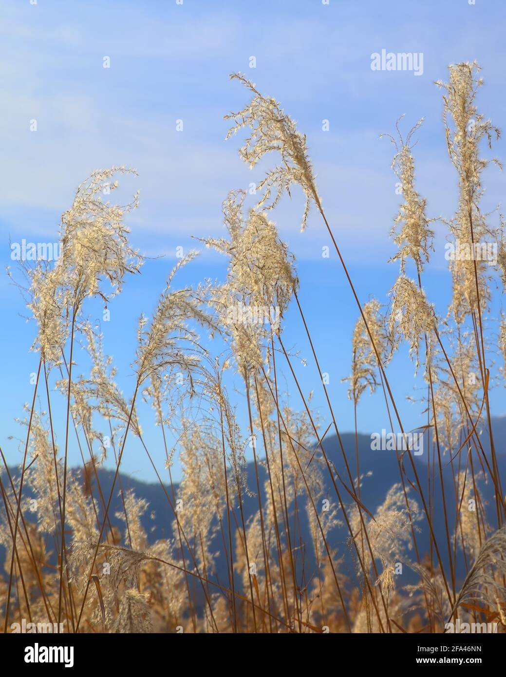 Golden tall grass hi-res stock photography and images - Alamy